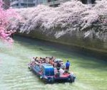 社会人サークル　お花見クルーズ　神奈川