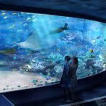 社会人サークル　水族館婚活　湘南