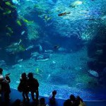 社会人サークル　新江ノ島水族館　湘南